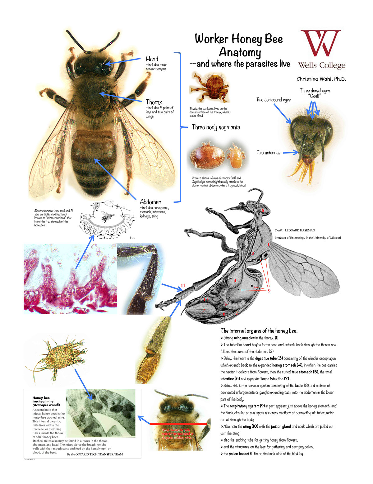 Bee anatomy poster
