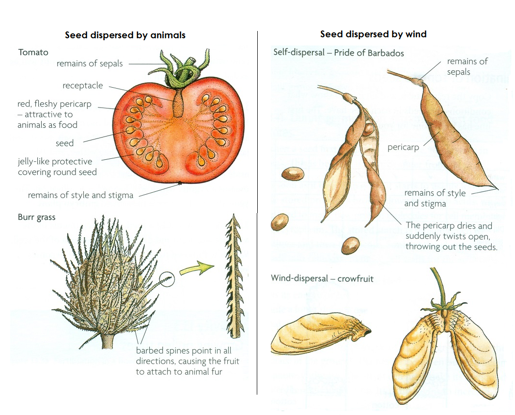 seeds dispersal by animals v wind